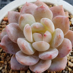 PRESALE Echeveria Potosina, (Random)