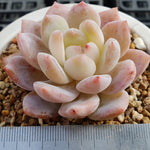 PRESALE Echeveria Potosina, (Random)