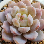 PRESALE Echeveria Potosina, (Random)