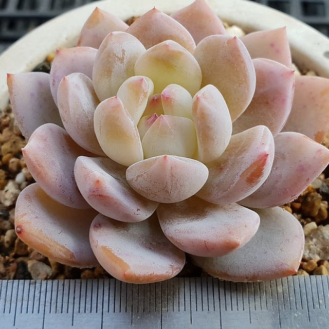 PRESALE Echeveria Potosina, (Random)