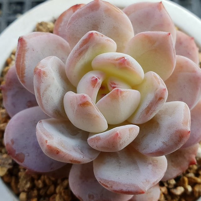 PRESALE Echeveria Potosina, (Random)