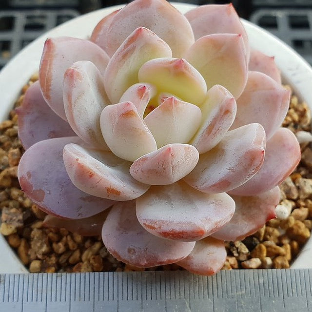 PRESALE Echeveria Potosina, (Random)