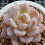 PRESALE Echeveria Potosina, (Random)