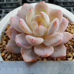 PRESALE Echeveria Potosina, (Random)