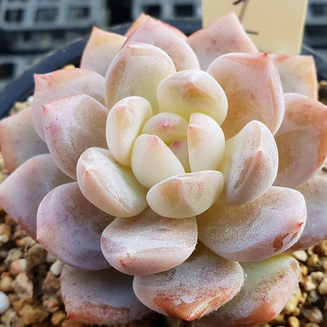 PRESALE Echeveria Potosina, (Random)