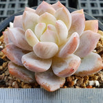 PRESALE Echeveria Potosina, (Random)