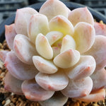 PRESALE Echeveria Potosina, (Random)