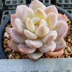 PRESALE Echeveria Potosina, (Random)