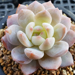 PRESALE Echeveria Potosina, (Random)