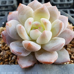 PRESALE Echeveria Potosina, (Random)