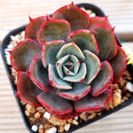 PRESALE Echeveria Elegans Sp., (Not so Random)