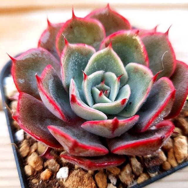 PRESALE Echeveria Elegans Sp., (Not so Random)