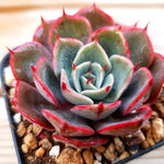 PRESALE Echeveria Elegans Sp., (Not so Random)