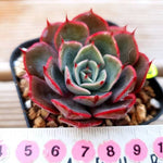 PRESALE Echeveria Elegans Sp., (Not so Random)