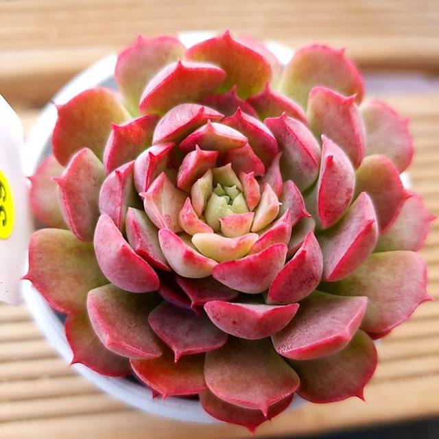 PRESALE Echeveria Charlotte, (Random)