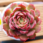 PRESALE Echeveria Charlotte, (Random)