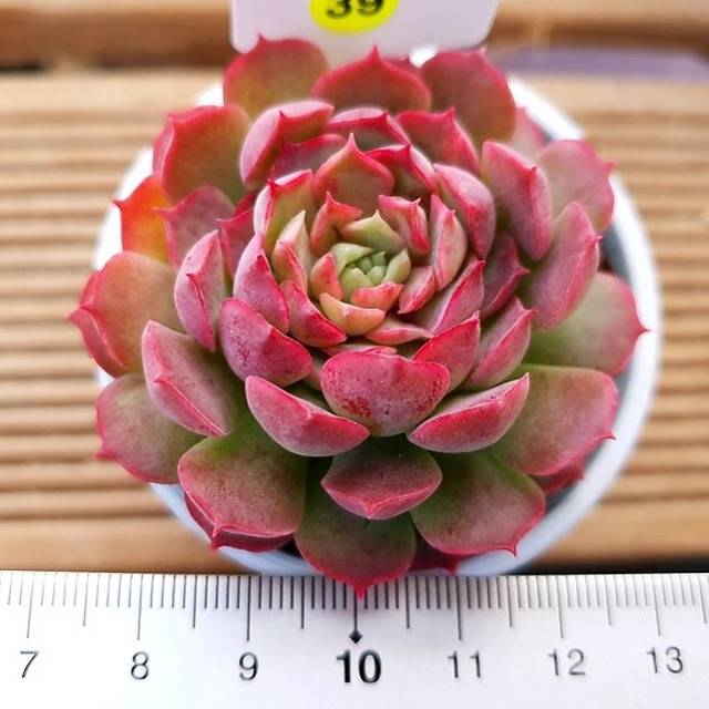 PRESALE Echeveria Charlotte, (Random)