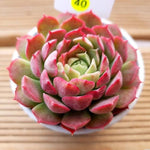 PRESALE Echeveria Charlotte, (Random)