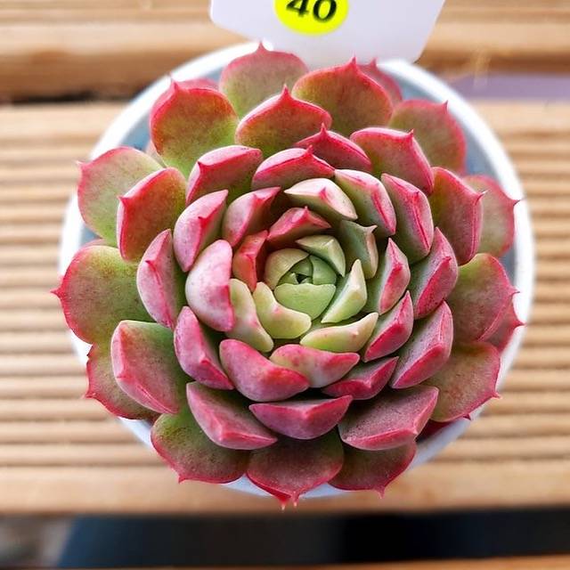 PRESALE Echeveria Charlotte, (Random)