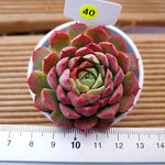 PRESALE Echeveria Charlotte, (Random)