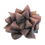 SPECIAL REQUEST-Haworthia Obtusa Hybrid