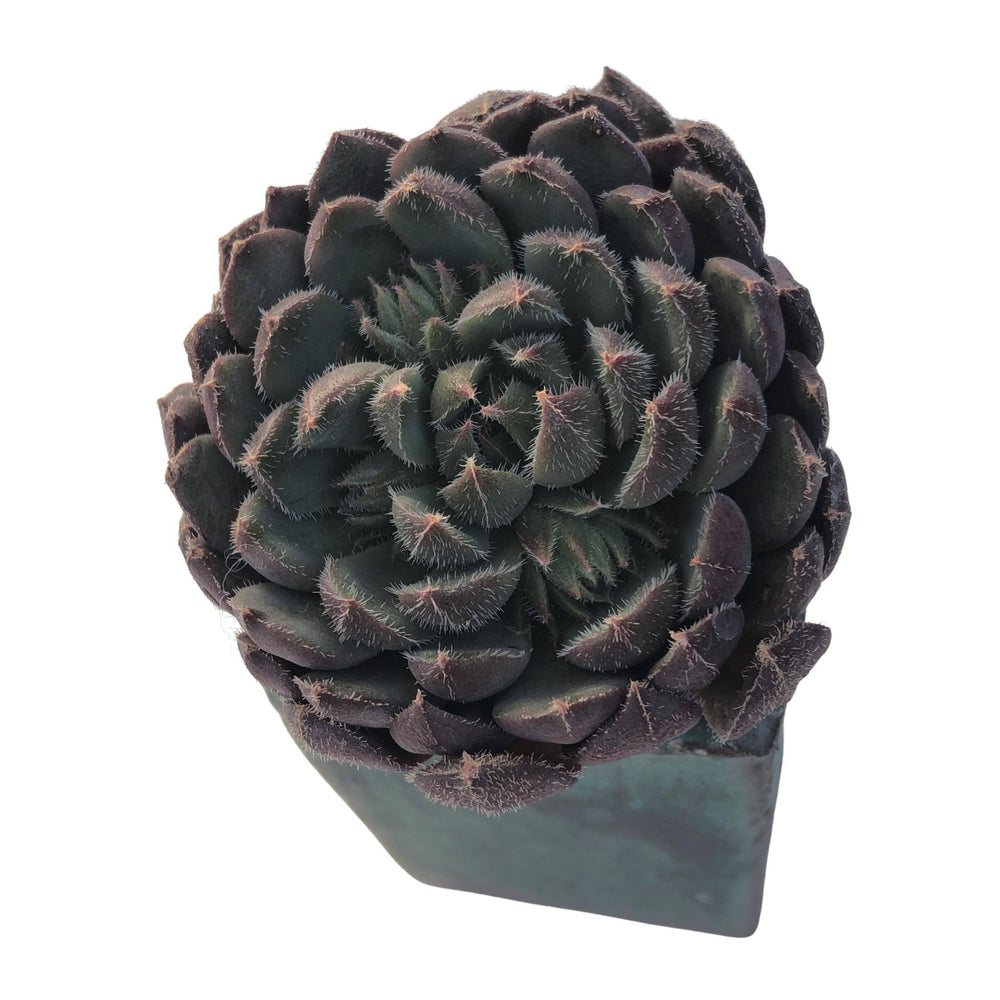 SPECIAL REQUEST-Echeveria Scorpio