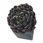 SPECIAL REQUEST-Echeveria Scorpio