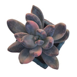 SPECIAL REQUEST- SALE! Oviferium cv Shireiden, Variegata