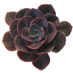 SPECIAL REQUEST- Echeveria Blue Metal, Huge