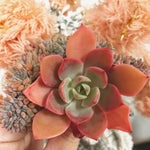 PRESALE Echeveria Tinkerbell, (Random)