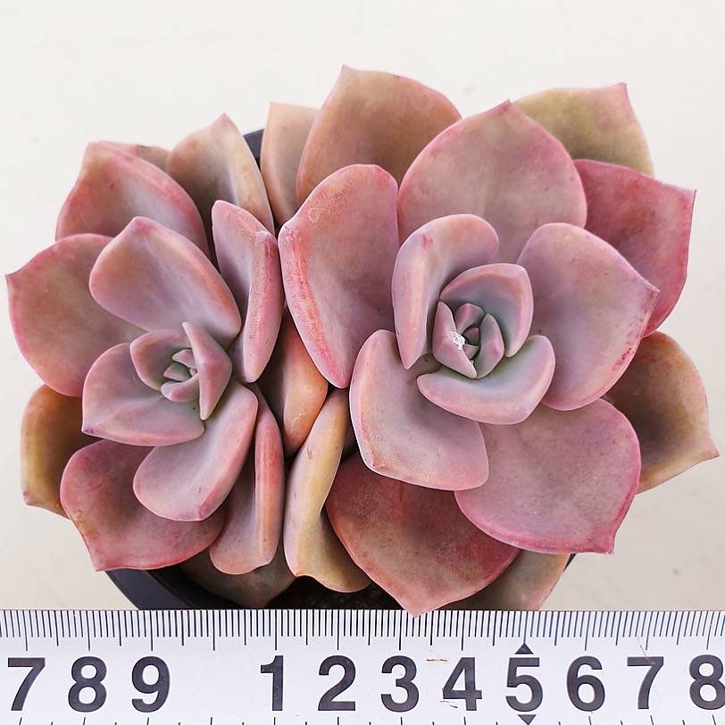 PRESALE Graptoveria Mrs. Richards, (Random-ish)