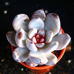 PRESALE Echeveria Trumso, (Random)