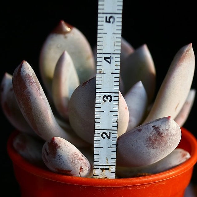 PRESALE Echeveria Trumso, (Random)