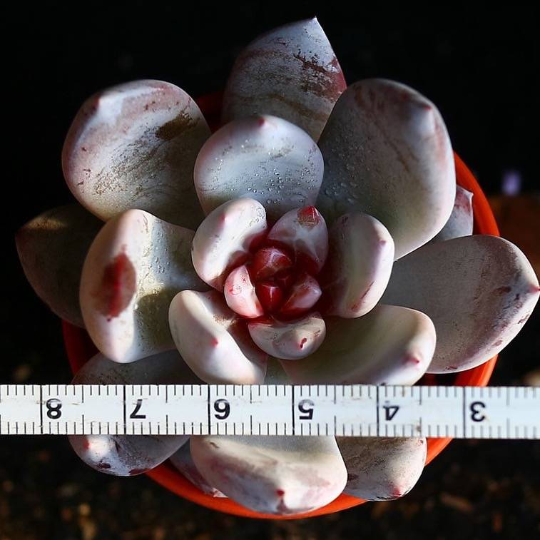 PRESALE Echeveria Trumso, (Random)