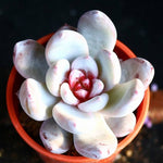 PRESALE Echeveria Trumso, (Random)