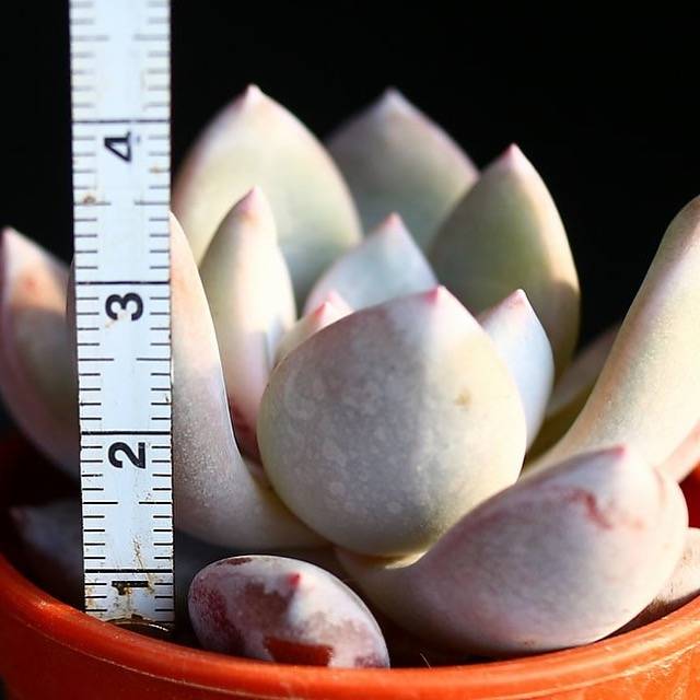 PRESALE Echeveria Trumso, (Random)