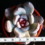 PRESALE Echeveria Trumso, (Random)