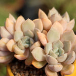 PRESALE Echeveria Tiramisu Cluster, (Not so Random)