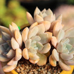 PRESALE Echeveria Tiramisu Cluster, (Not so Random)