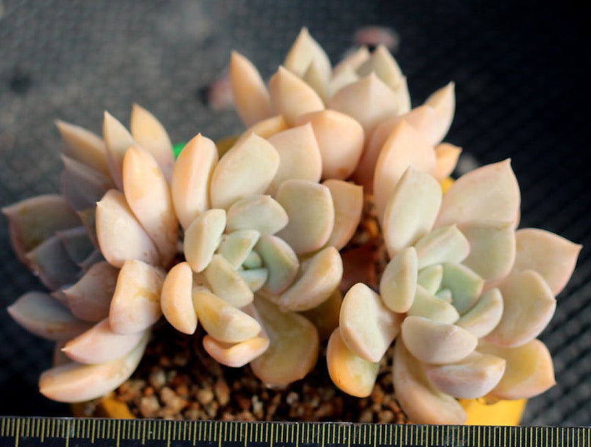 PRESALE Echeveria Tiramisu Cluster, (Not so Random)