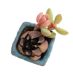 SPECIAL!! JUST CART! Mini Set- Pot + Plants + Soil