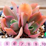 PRESALE Echeveria Red Finkle, (Not so Random)