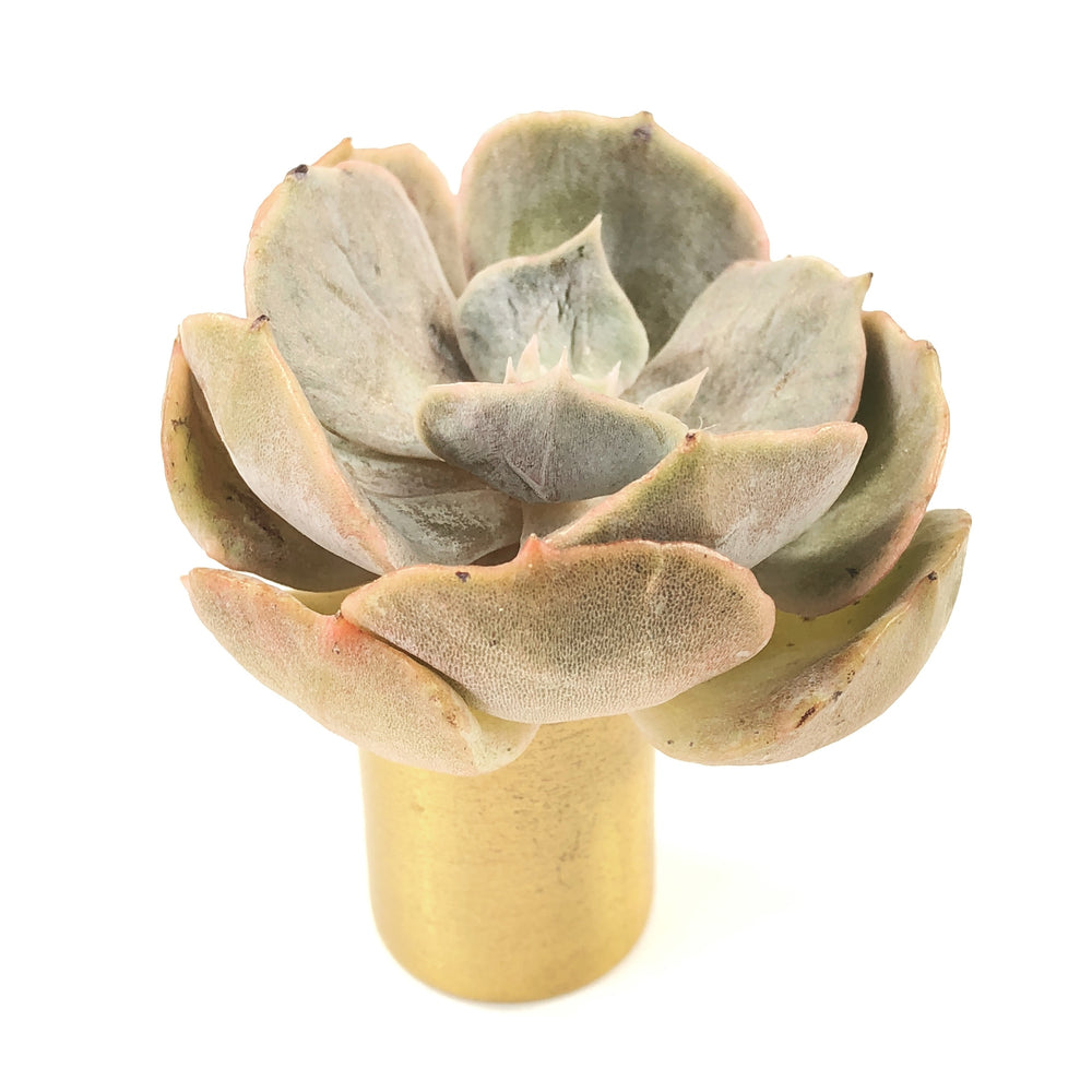 SPECIAL! JUST CART!!! Echeveria Lilacina 'Gold'