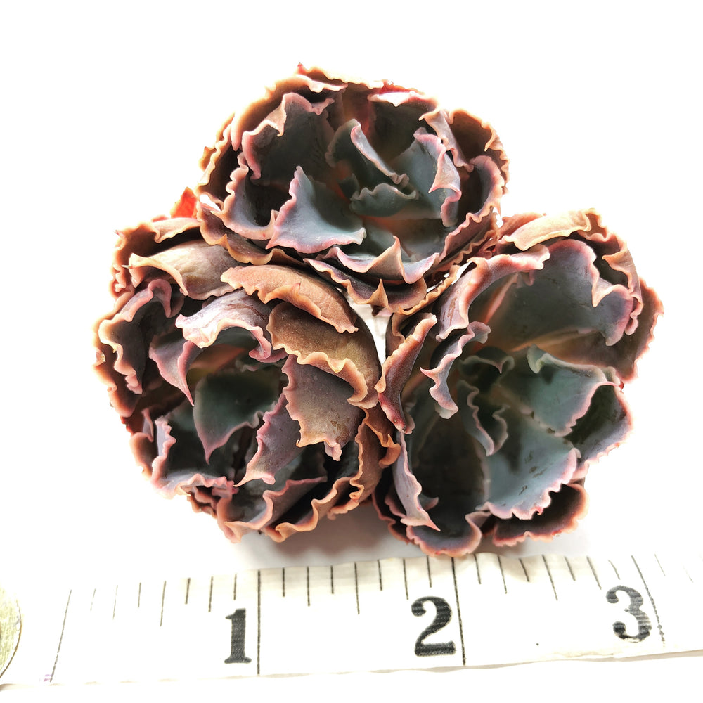 Echeveria Madre del Sur