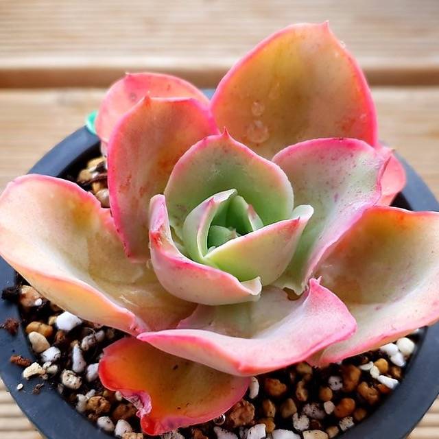 PRESALE Echeveria Red Finkle, (Not so Random)