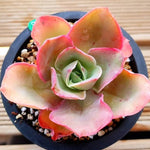 PRESALE Echeveria Red Finkle, (Not so Random)