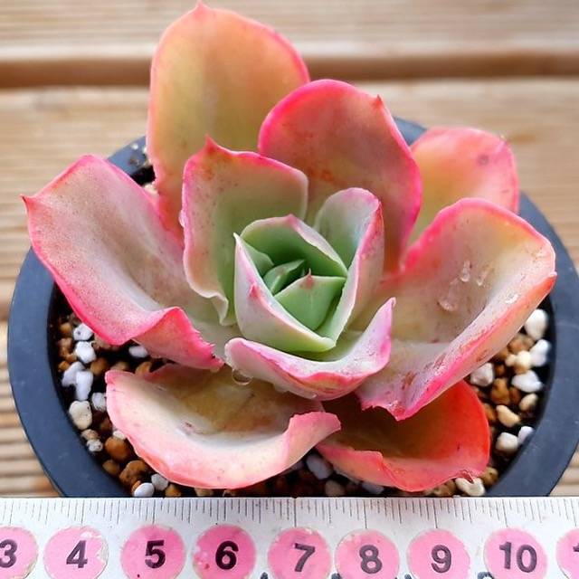 PRESALE Echeveria Red Finkle, (Not so Random)