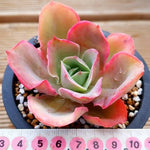 PRESALE Echeveria Red Finkle, (Not so Random)