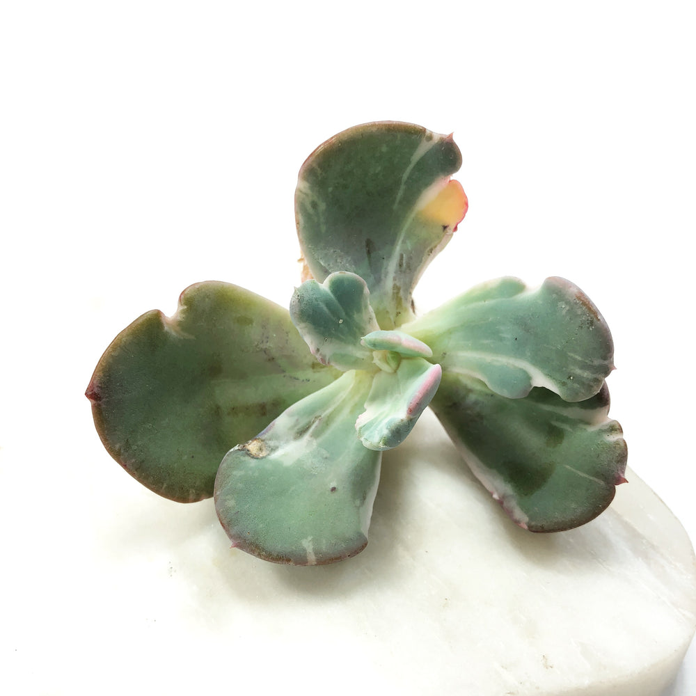 THE GOOD, THE BAD and The UGLY SALE! Echeveria Berserk