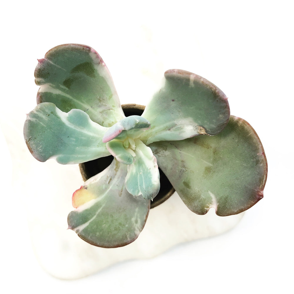 THE GOOD, THE BAD and The UGLY SALE! Echeveria Berserk
